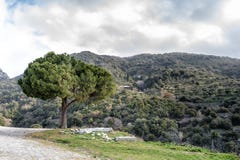 Ενιαίο δέντρο στην κορυφή ενός βουνού στοκ φωτογραφίες Ενιαίο δέντρο στην κορυφή ενός βουνού στοκ φωτογραφίες