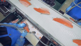 Εργαζόμενοι εγκαταστάσεων που από τα πτερύγια σε μια λωρίδα ψαριών, τοπ άποψη απόθεμα βίντεο Εργαζόμενοι εγκαταστάσεων που από τα πτερύγια σε μια λωρίδα ψαριών, τοπ άποψη απόθεμα βίντεο