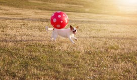 ΕΥΤΥΧΕΣ ΚΑΙ ΔΡΑΣΤΗΡΙΟ ΣΚΥΛΙ ΤΟΥ JACK RUSSELL ΠΟΡΤΡΕΤΟΥ ΠΟΥ ΠΑΙΖΕΙ FUTBOL ΜΕ ΜΙΑ ΚΌΚΚΙΝΗ ΜΕΓΆΛΗ ΣΦΑΊΡΑ ΣΤΟ ΠΆΡΚΟ ΧΛΌΗΣ DEFOCUSED στοκ εικόνες με δικαίωμα ελεύθερης χρήσης ΕΥΤΥΧΕΣ ΚΑΙ ΔΡΑΣΤΗΡΙΟ ΣΚΥΛΙ ΤΟΥ JACK RUSSELL ΠΟΡΤΡΕΤΟΥ ΠΟΥ ΠΑΙΖΕΙ FUTBOL ΜΕ ΜΙΑ ΚΌΚΚΙΝΗ ΜΕΓΆΛΗ ΣΦΑΊΡΑ ΣΤΟ ΠΆΡΚΟ ΧΛΌΗΣ DEFOCUSED στοκ εικόνες με δικαίωμα ελεύθερης χρήσης