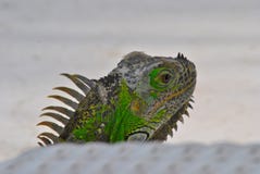 Επικεφαλής του πράσινου μεξικάνικου iguana στοκ εικόνες Επικεφαλής του πράσινου μεξικάνικου iguana στοκ εικόνες