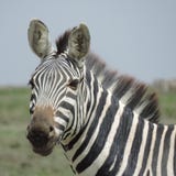 Ζέβες εθνικό πάρκο Serengeti, Τανζανία στοκ φωτογραφία με δικαίωμα ελεύθερης χρήσης Ζέβες εθνικό πάρκο Serengeti, Τανζανία στοκ φωτογραφία με δικαίωμα ελεύθερης χρήσης