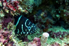 Ζέβες χέλι - χέλι Moray στο σκόπελο στοκ φωτογραφία Ζέβες χέλι - χέλι Moray στο σκόπελο στοκ φωτογραφία
