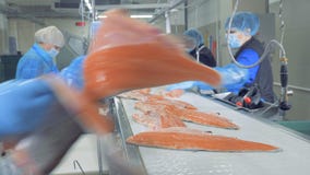 Η θηλυκή λωρίδα ψαριών περικοπών εργαζομένων, κλείνει επάνω φιλμ μικρού μήκους Η θηλυκή λωρίδα ψαριών περικοπών εργαζομένων, κλείνει επάνω φιλμ μικρού μήκους