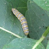 Η κατανάλωση καμπιών plexippus Danaus πεταλούδων μοναρχών κοινή το syriaca Asclepias στοκ εικόνες Η κατανάλωση καμπιών plexippus Danaus πεταλούδων μοναρχών κοινή το syriaca Asclepias στοκ εικόνες