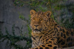 Ιαγουάρος, γάτα, bigcat, χρώμα, πορτρέτο στοκ εικόνες Ιαγουάρος, γάτα, bigcat, χρώμα, πορτρέτο στοκ εικόνες