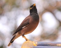 Ινδικό Mynah στοκ εικόνες Ινδικό Mynah στοκ εικόνες