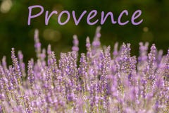 Ιώδες lavender στη γαλλική Προβηγκία στοκ φωτογραφίες με δικαίωμα ελεύθερης χρήσης Ιώδες lavender στη γαλλική Προβηγκία στοκ φωτογραφίες με δικαίωμα ελεύθερης χρήσης