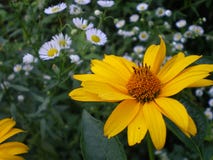 Κίτρινο λουλούδι του heliopsis στοκ εικόνες με δικαίωμα ελεύθερης χρήσης Κίτρινο λουλούδι του heliopsis στοκ εικόνες με δικαίωμα ελεύθερης χρήσης