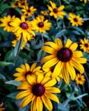 Καλοκαίρι daisys στοκ εικόνες Καλοκαίρι daisys στοκ εικόνες