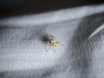 Κλείστε επάνω την κοινή αράχνη σπιτιών στο ύφασμα στοκ φωτογραφίες Κλείστε επάνω την κοινή αράχνη σπιτιών στο ύφασμα στοκ φωτογραφίες
