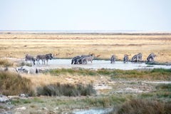 Κοπάδι των άγριων ζώων аntelopes, zebras, πόσιμο νερό θηλαστικών ρινοκέρων στη λίμνη στο σαφάρι στο εθνικό πάρκο Etosha, Ναμίμπι στοκ φωτογραφία με δικαίωμα ελεύθερης χρήσης Κοπάδι των άγριων ζώων аntelopes, zebras, πόσιμο νερό θηλαστικών ρινοκέρων στη λίμνη στο σαφάρι στο εθνικό πάρκο Etosha, Ναμίμπι στοκ φωτογραφία με δικαίωμα ελεύθερης χρήσης