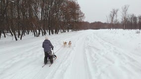 Κρύψιμο Musher πίσω από το έλκηθρο στη φυλή σκυλιών ελκήθρων στο χιόνι το χειμώνα φιλμ μικρού μήκους Κρύψιμο Musher πίσω από το έλκηθρο στη φυλή σκυλιών ελκήθρων στο χιόνι το χειμώνα φιλμ μικρού μήκους