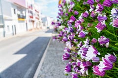 Λουλούδια μεσημεριού που οδηγούν κάτω από την οδό στον ηλιόλουστο καιρό στοκ φωτογραφίες με δικαίωμα ελεύθερης χρήσης Λουλούδια μεσημεριού που οδηγούν κάτω από την οδό στον ηλιόλουστο καιρό στοκ φωτογραφίες με δικαίωμα ελεύθερης χρήσης