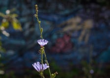 Λουλούδια ραδικιού ενάντια σε Graffitti στοκ εικόνα με δικαίωμα ελεύθερης χρήσης Λουλούδια ραδικιού ενάντια σε Graffitti στοκ εικόνα με δικαίωμα ελεύθερης χρήσης