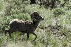 Μεγάλα πρόβατα κέρατων Kamloops στοκ εικόνα Μεγάλα πρόβατα κέρατων Kamloops στοκ εικόνα
