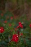 Μια ομάδα κόκκινου Wildflowers στοκ φωτογραφίες με δικαίωμα ελεύθερης χρήσης Μια ομάδα κόκκινου Wildflowers στοκ φωτογραφίες με δικαίωμα ελεύθερης χρήσης