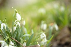 Μπους του πρώιμου ελατηρίου snowdrops Nivalis Galanthus στοκ φωτογραφίες Μπους του πρώιμου ελατηρίου snowdrops Nivalis Galanthus στοκ φωτογραφίες