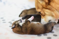 Νεογέννητα ουαλλέζικα κουτάβια corgi pembroke με το σκυλί μητέρων τους που φροντίζει τους και που γλείφει στοκ εικόνες Νεογέννητα ουαλλέζικα κουτάβια corgi pembroke με το σκυλί μητέρων τους που φροντίζει τους και που γλείφει στοκ εικόνες