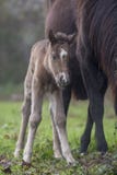 Νεογέννητο foal με τη μητέρα του στοκ φωτογραφίες Νεογέννητο foal με τη μητέρα του στοκ φωτογραφίες