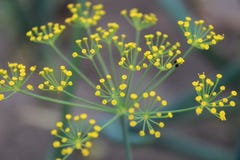 Ομπρέλα άνηθου floral φυσικός ανασκόπησης στοκ φωτογραφία Ομπρέλα άνηθου floral φυσικός ανασκόπησης στοκ φωτογραφία