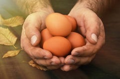 Οργανικά αυγά, παλαιά χέρια αγροτών που κρατούν τα οργανικά αυγά στοκ εικόνα με δικαίωμα ελεύθερης χρήσης Οργανικά αυγά, παλαιά χέρια αγροτών που κρατούν τα οργανικά αυγά στοκ εικόνα με δικαίωμα ελεύθερης χρήσης