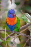 Ουράνιο τόξο lorikeet, πουλί, χρώμα, δέντρο στοκ εικόνες με δικαίωμα ελεύθερης χρήσης Ουράνιο τόξο lorikeet, πουλί, χρώμα, δέντρο στοκ εικόνες με δικαίωμα ελεύθερης χρήσης