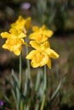Ένα ζευγάρι του daffodil που απομονώνεται στοκ φωτογραφίες Ένα ζευγάρι του daffodil που απομονώνεται στοκ φωτογραφίες