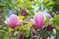 Ρόδινα λουλούδια magnolia στον κήπο στοκ φωτογραφίες Ρόδινα λουλούδια magnolia στον κήπο στοκ φωτογραφίες