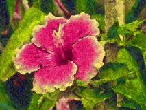 Ρόδινο λουλούδι hollyhock σε έναν κήπο στοκ εικόνες Ρόδινο λουλούδι hollyhock σε έναν κήπο στοκ εικόνες