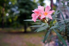 Ρόδινος διακοσμητικός Oleander στο πάρκο πόλεων στοκ εικόνες Ρόδινος διακοσμητικός Oleander στο πάρκο πόλεων στοκ εικόνες