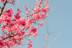 Όμορφα ρόδινα άνθη κερασιών στον κήπο στοκ φωτογραφία με δικαίωμα ελεύθερης χρήσης Όμορφα ρόδινα άνθη κερασιών στον κήπο στοκ φωτογραφία με δικαίωμα ελεύθερης χρήσης