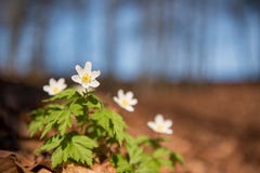 Όμορφο άσπρο anemone στο δάσος μπροστά από το μπλε ουρανό στοκ εικόνα Όμορφο άσπρο anemone στο δάσος μπροστά από το μπλε ουρανό στοκ εικόνα