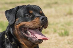 Σκυλί Rottweiler, γλώσσα κινηματογραφήσεων σε πρώτο πλάνο που σπρώχνει έξω στοκ εικόνες Σκυλί Rottweiler, γλώσσα κινηματογραφήσεων σε πρώτο πλάνο που σπρώχνει έξω στοκ εικόνες