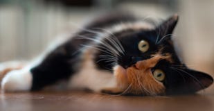 Στενός ένας επάνω ενός χαριτωμένου θηλυκού Ragdoll σε ένα ξύλινο πάτωμα στοκ φωτογραφία με δικαίωμα ελεύθερης χρήσης Στενός ένας επάνω ενός χαριτωμένου θηλυκού Ragdoll σε ένα ξύλινο πάτωμα στοκ φωτογραφία με δικαίωμα ελεύθερης χρήσης