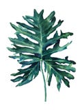 Σχέδιο Watercolor του τροπικού φύλλου φοινικών - monstera Συρμένη η χέρι τέχνη μπορεί να χρησιμοποιηθεί για τις αφίσες, wallpapes απεικόνιση αποθεμάτων Σχέδιο Watercolor του τροπικού φύλλου φοινικών - monstera Συρμένη η χέρι τέχνη μπορεί να χρησιμοποιηθεί για τις αφίσες, wallpapes απεικόνιση αποθεμάτων