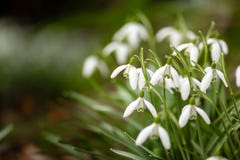 Συστάδα των όμορφων εύθραυστων άγριων snowdrops, με το θολωμένο υπόβαθρο, και διάστημα για το αντίγραφο στοκ φωτογραφία Συστάδα των όμορφων εύθραυστων άγριων snowdrops, με το θολωμένο υπόβαθρο, και διάστημα για το αντίγραφο στοκ φωτογραφία