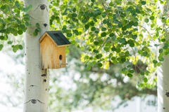 Σπίτι πουλιών στο άλσος της τρεμούλας aspens στοκ φωτογραφία με δικαίωμα ελεύθερης χρήσης Σπίτι πουλιών στο άλσος της τρεμούλας aspens στοκ φωτογραφία με δικαίωμα ελεύθερης χρήσης