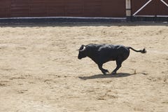 Ταύρος πάλης που τρέχει στο χώρο bullring Toro bravo στοκ φωτογραφίες με δικαίωμα ελεύθερης χρήσης Ταύρος πάλης που τρέχει στο χώρο bullring Toro bravo στοκ φωτογραφίες με δικαίωμα ελεύθερης χρήσης