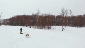 Το Huskies τρέχει το χειμώνα στο λουρί μέσω του χιονιού και οδηγεί μια γυναίκα σε ένα έλκηθρο πίσω από τον φιλμ μικρού μήκους Το Huskies τρέχει το χειμώνα στο λουρί μέσω του χιονιού και οδηγεί μια γυναίκα σε ένα έλκηθρο πίσω από τον φιλμ μικρού μήκους
