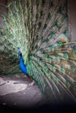 Το peacock παρουσιάζει την ουρά, το peacock παρουσιάζει τα φτερά, τακτοποιεί την ερωτοτροπία, μάτι Peacock στοκ εικόνα Το peacock παρουσιάζει την ουρά, το peacock παρουσιάζει τα φτερά, τακτοποιεί την ερωτοτροπία, μάτι Peacock στοκ εικόνα
