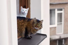 Το μακρυμάλλες σιβηρικό tebby χρώμα γατών κοιτάζει έξω από το παράθυρο στο επάνω πάτωμα του σπιτιού, άλλο ένα άσπρο χρώμα γατών ε στοκ εικόνα με δικαίωμα ελεύθερης χρήσης Το μακρυμάλλες σιβηρικό tebby χρώμα γατών κοιτάζει έξω από το παράθυρο στο επάνω πάτωμα του σπιτιού, άλλο ένα άσπρο χρώμα γατών ε στοκ εικόνα με δικαίωμα ελεύθερης χρήσης