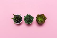 Το έμβλημα ή η επιγραφή Succulents με τις διαφορετικές εγκαταστάσεις σε έναν μαλακό κοκκινίζει ρόδινο υπόβαθρο στοκ εικόνα Το έμβλημα ή η επιγραφή Succulents με τις διαφορετικές εγκαταστάσεις σε έναν μαλακό κοκκινίζει ρόδινο υπόβαθρο στοκ εικόνα