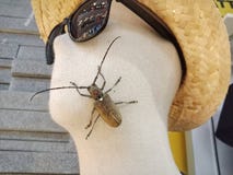 Τρυπώντας προνύμφη μίσχων κολεόπτερο-Cerambycidae ή ζαχαροκάλαμων στοκ φωτογραφίες με δικαίωμα ελεύθερης χρήσης Τρυπώντας προνύμφη μίσχων κολεόπτερο-Cerambycidae ή ζαχαροκάλαμων στοκ φωτογραφίες με δικαίωμα ελεύθερης χρήσης