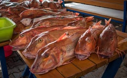 Φρέσκα κόκκινα ψάρια στην αγορά ψαριών closeup στοκ εικόνες Φρέσκα κόκκινα ψάρια στην αγορά ψαριών closeup στοκ εικόνες