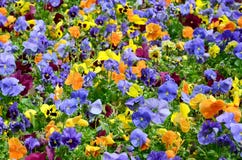 Πολύχρωμα pansy λουλούδια ή pansies στενός επάνω ως υπόβαθρο ή κάρτα στοκ φωτογραφίες Πολύχρωμα pansy λουλούδια ή pansies στενός επάνω ως υπόβαθρο ή κάρτα στοκ φωτογραφίες