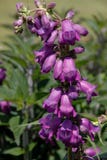 Πορφυρά κοινά λουλούδια foxglove, Digitalis Purpurea στοκ φωτογραφίες Πορφυρά κοινά λουλούδια foxglove, Digitalis Purpurea στοκ φωτογραφίες