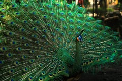 Πράσινο peacock με μια όμορφη ουρά στοκ εικόνες Πράσινο peacock με μια όμορφη ουρά στοκ εικόνες