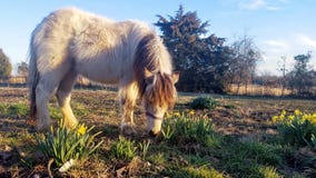 Πόνι & Daffodils Shetland στοκ εικόνα Πόνι & Daffodils Shetland στοκ εικόνα