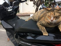 Ð ¡ bij op de motorfiets royalty-vrije stock fotografie Ð ¡ bij op de motorfiets royalty-vrije stock fotografie