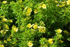 Ð ¡ ompact, bloeiende struik Potentilla, & x22; Mango Tango& x22; & x28; Latijnse Potentilla fruticosa& x29; stock foto Ð ¡ ompact, bloeiende struik Potentilla, & x22; Mango Tango& x22; & x28; Latijnse Potentilla fruticosa& x29; stock foto